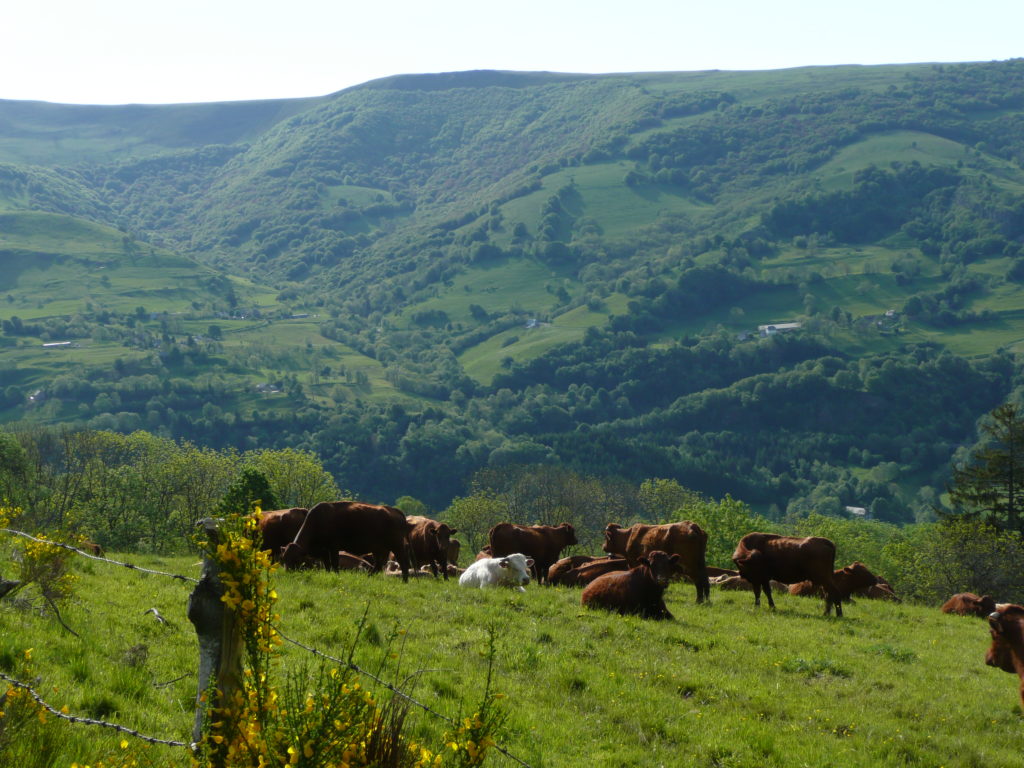 In 2019, Fondation Avril and French government launched the call for projects « Massif central, Territories with Positive Agriculture » in order to initiate the emergence of local multi-actor projects in Massif Central (highland region, in the middle of Southern France), combining development that creates sustainable values onto territories and agricultural transitions.