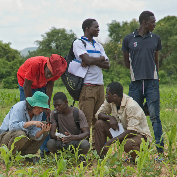 Combiner la culture de céréales et de légumineuses est une pratique agricole ancienne dans de nombreux pays. C’est aussi une pratique agroécologique d’avenir permettant d’optimiser les récoltes et de maintenir la productivité