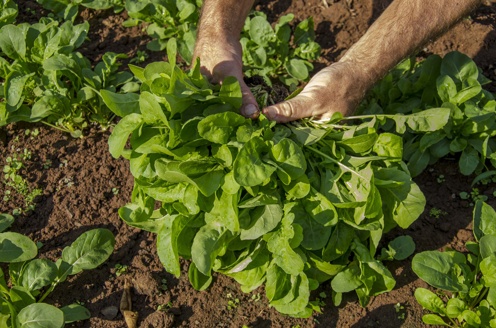 Un nombre grandissant de structures du réseau Emmaüs souhaite développer des projets alliant agriculture durable et inclusion sociale.