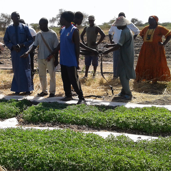 Face au recul de la pêche et du tourisme sur la côte du Sénégal, la Fondation Avril a décidé, en 2016, de soutenir l’association AJP (Action Justice et Paix) dans son accompagnement d’un GIE de producteurs et de productrices à Nianing.