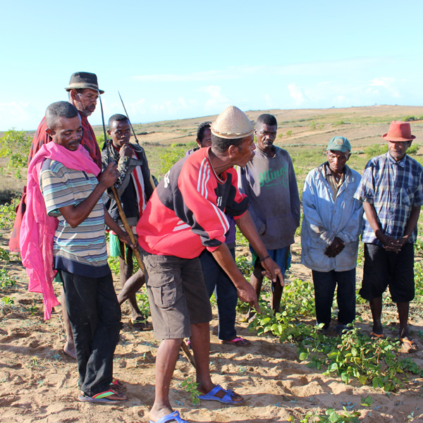 la Fondation Avril soutient le Gret qui accompagne dans le grand sud malgache, le Centre Technique Agroécologique du Sud (CTAS) dans la restauration de la fertilité des sols fortement dégradés,