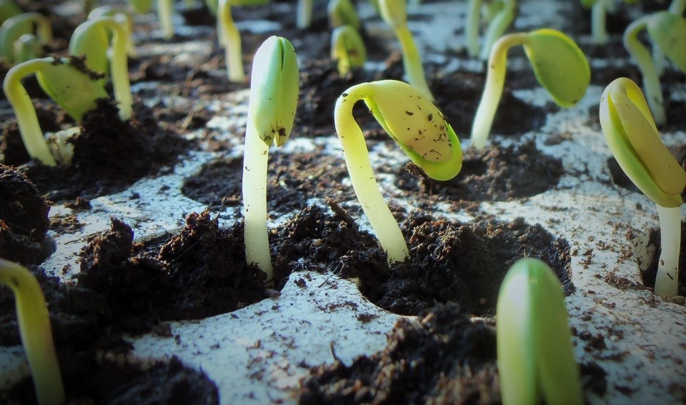 Au Togo, le Ministère de l’Agriculture a formulé une demande officielle auprès de la Fondation Avril et d’Agropol afin d’appuyer la professionnalisation de l’interprofession soja, le CIFS (Conseil Interprofessionnel de la Filière Soja du Togo).