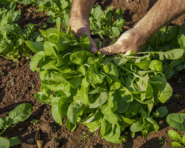 Un nombre grandissant de structures du réseau Emmaüs souhaite développer des projets alliant agriculture durable et inclusion sociale.