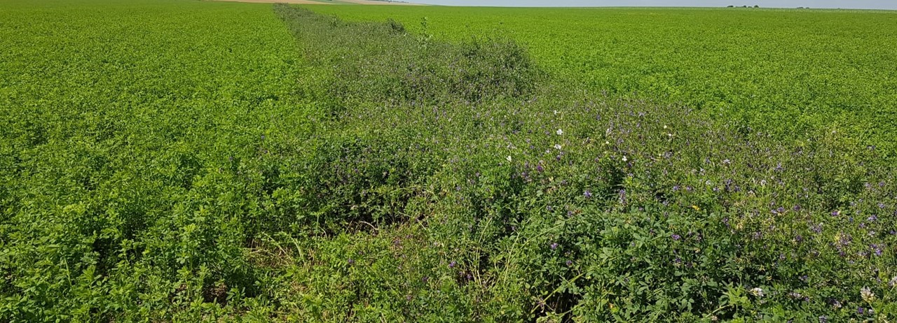 Un nombre grandissant de structures du réseau Emmaüs souhaite développer des projets alliant agriculture durable et inclusion sociale.