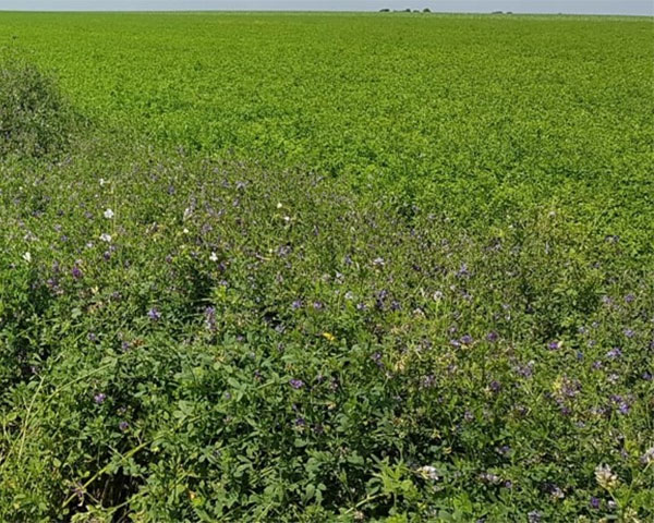 Un nombre grandissant de structures du réseau Emmaüs souhaite développer des projets alliant agriculture durable et inclusion sociale.