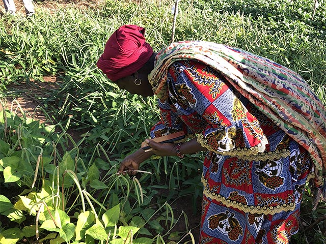 En juillet 2022, Fert et la Fondation Avril ont conclu une convention de partenariat pour initier un projet pilote de développement de la filière niébé en Côte d'Ivoire.